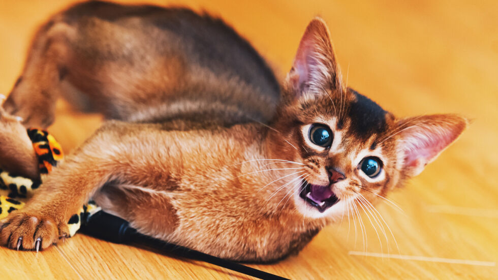 10 породи котки, които са перфектни за малък апартамент