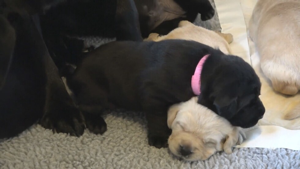 Обучават малки кучета във Вирджиния за помощници на хора в нужда