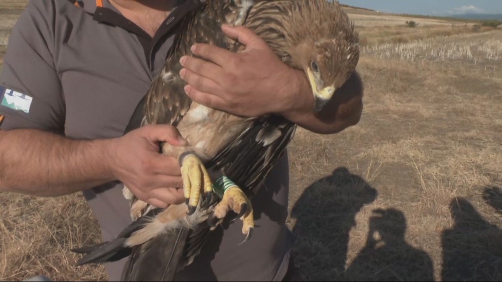 След живот в клетка: 5-месечен царски орел е вече на свобода (ВИДЕО)