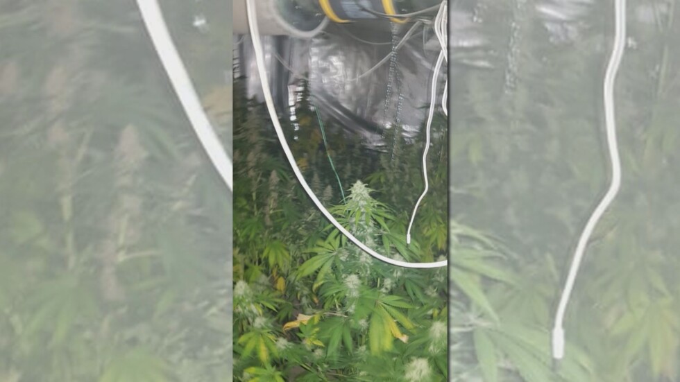 Разкриха модерна лаборатория за марихуана в София