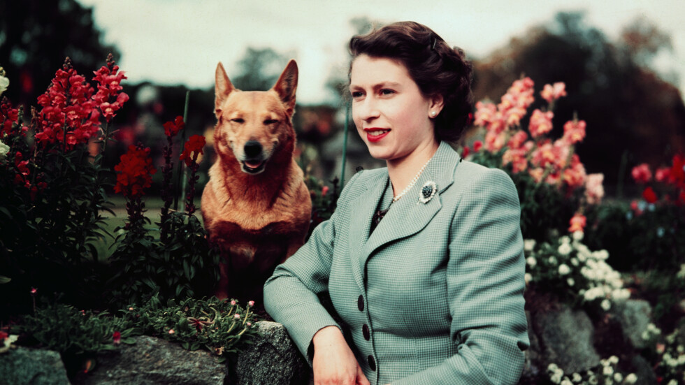 Кой ще се грижи за кралските кучета корги на Елизабет II?