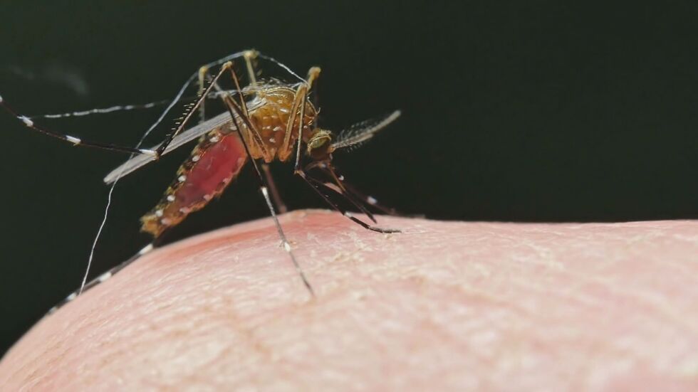 Милиони за борба срещу комарите в края на лятото – дадени „по спешност“ и без конкурс