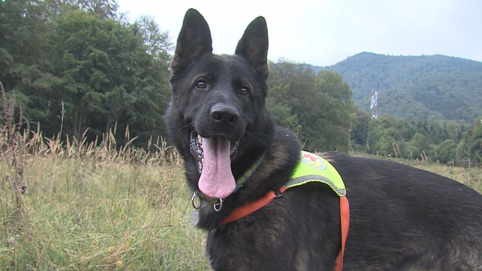 Кучета с GPS устройства: Как планинските спасители ще работят по-ефективно?