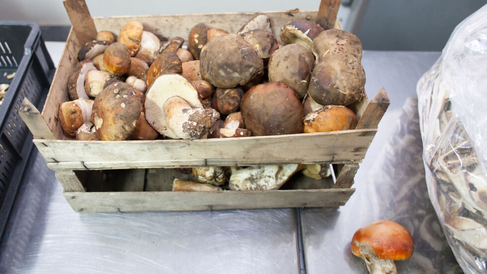  Берачите печелят до 3000 евро на година: Какви са цените на гъбите този сезон? 