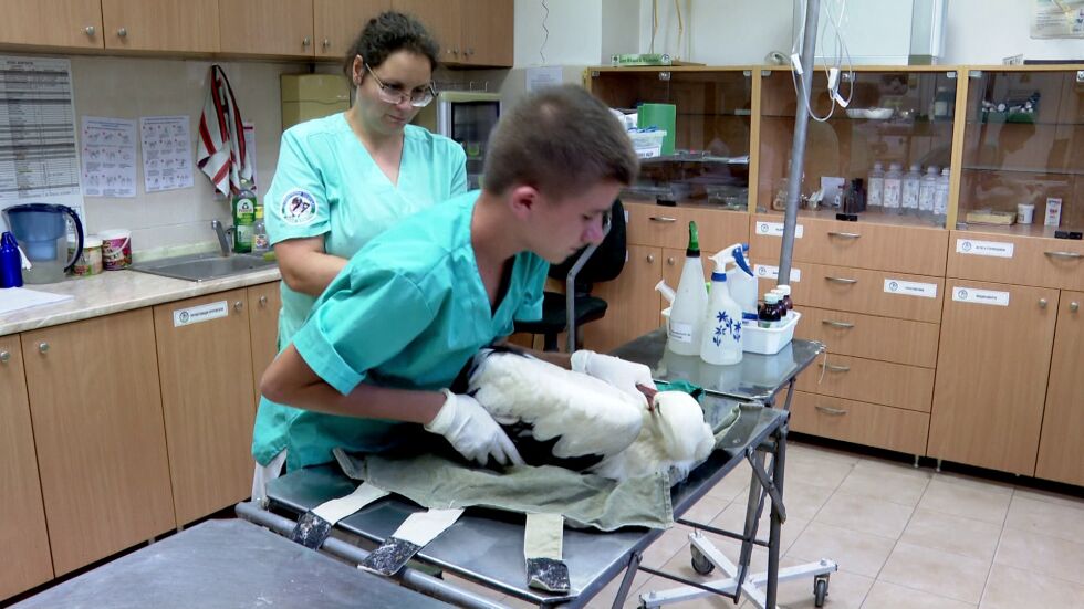  Раненият щъркел Ставри към този момент е в избавителния център в Стара Загора 