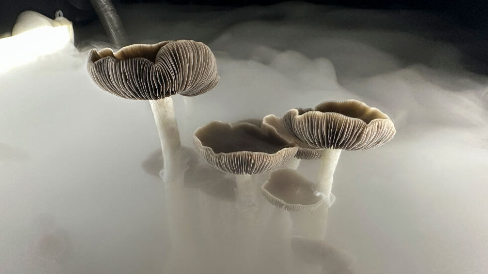  „ Има лист с чакащи “: Хиляди се записаха да пробват легално халюциногенни гъби в Орегон 