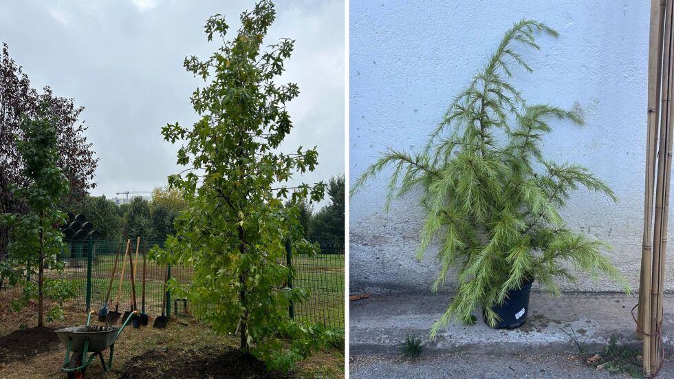 Амброво дърво и кедър: Десетки дръвчета ще бъдат засадени по време на "Да изчистим България заедно"