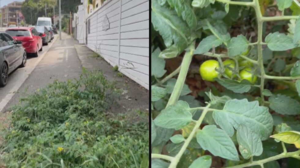 От „Аз, репортерът“: Домати растат на тротоар в столичния квартал „Бояна“ (ВИДЕО)