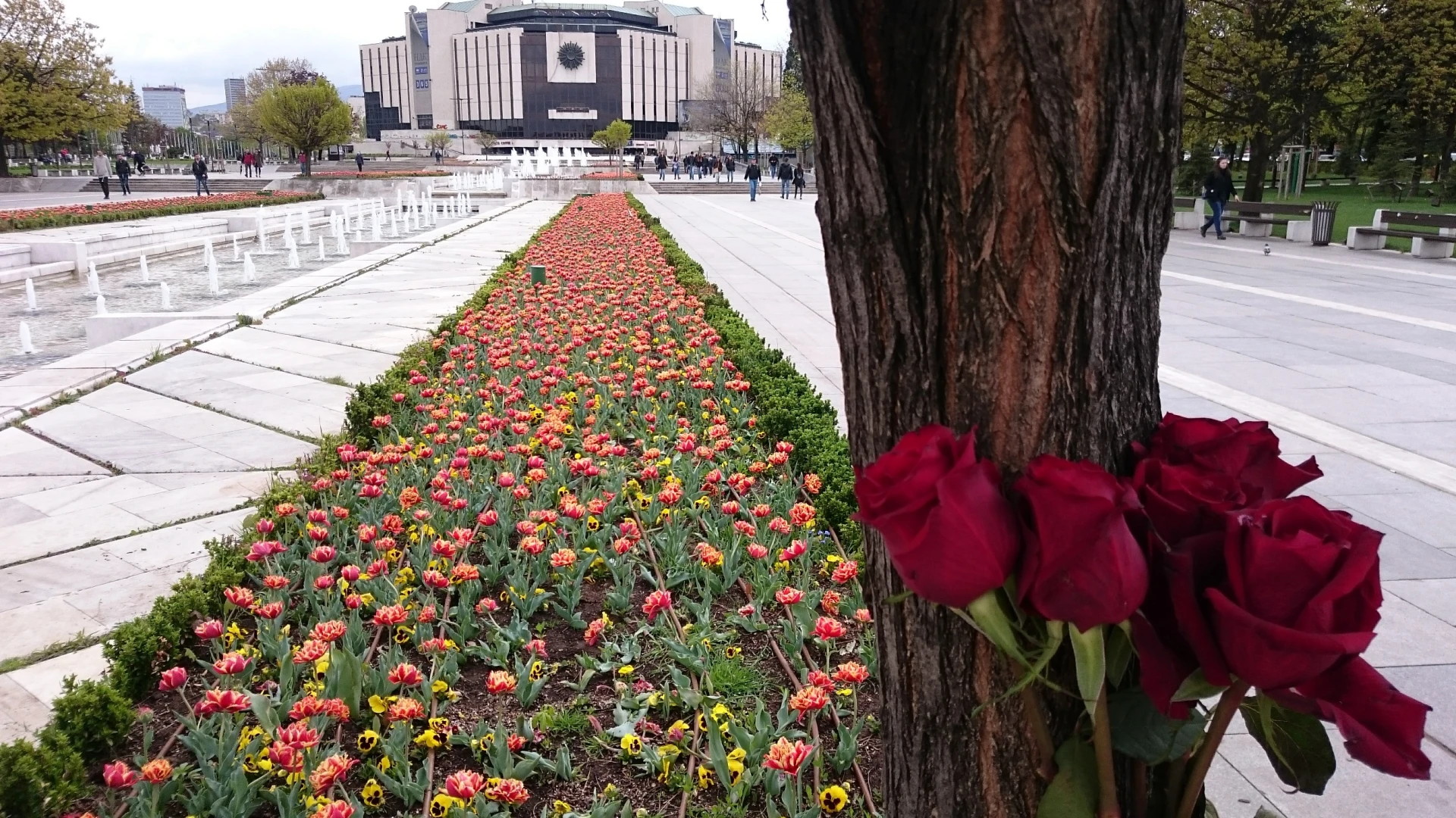Тайнствени рози се появяват в София и Варна