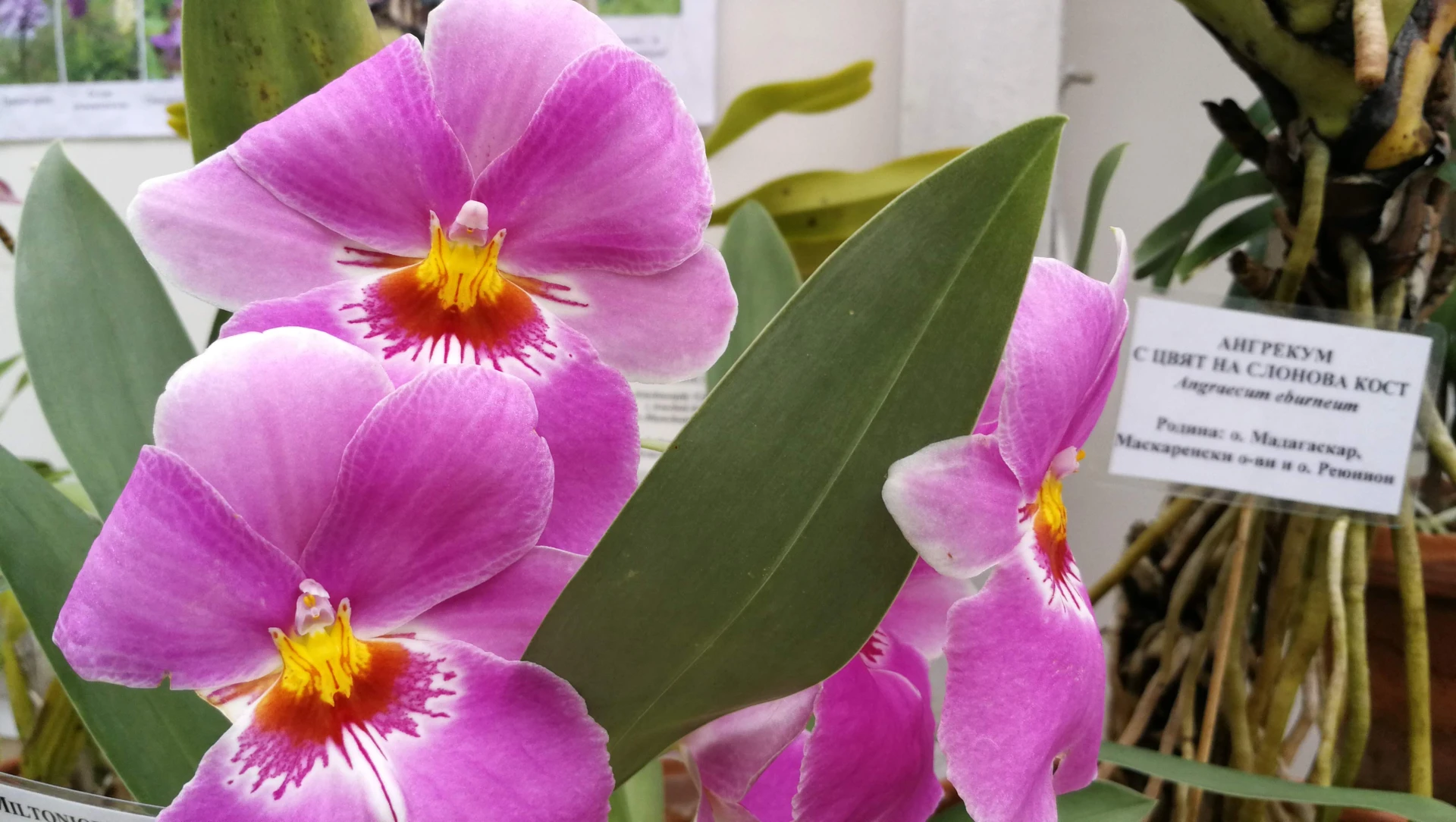 Как да пресаждаме и отглеждаме орхидеи вкъщи (ВИДЕО)