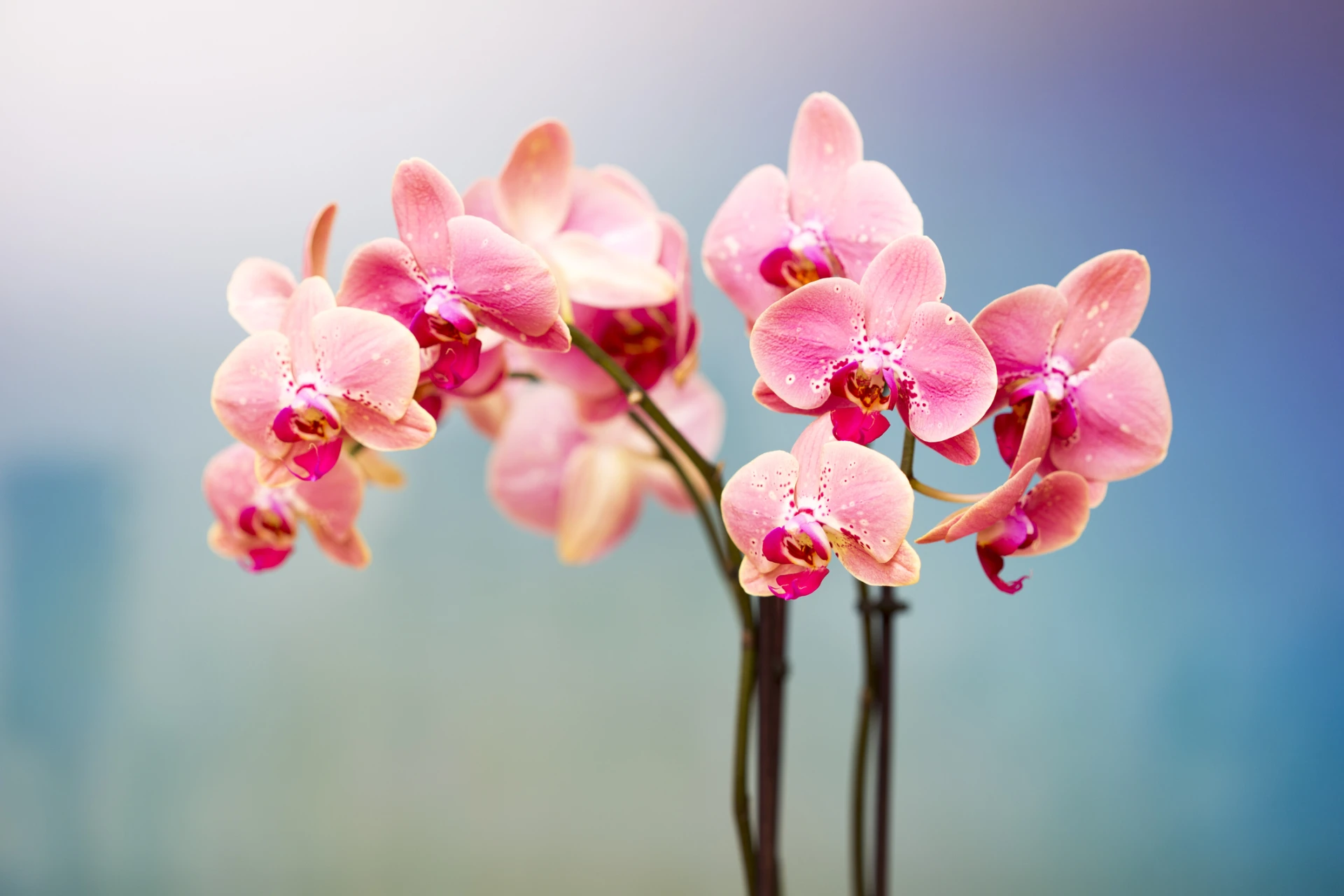 Как да пресаждаме и отглеждаме орхидеи вкъщи (ВИДЕО)