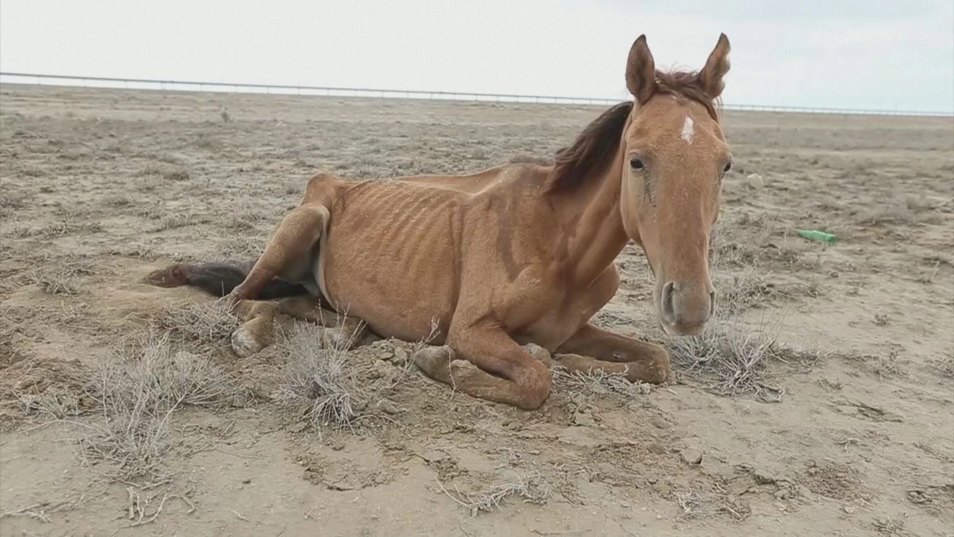 Невиждана суша мори конете в степите на Казахстан