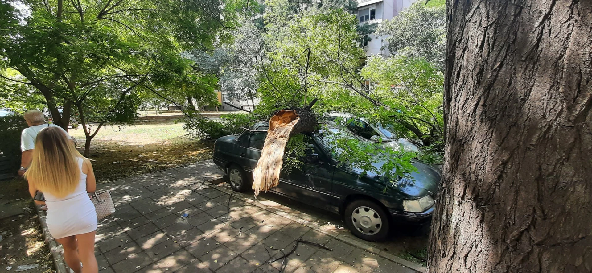 Дърво падна върху кола