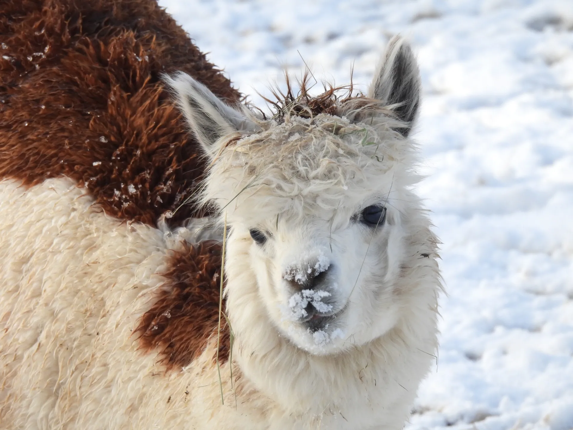 Животните в Софийския зоопарк се радват на зимата