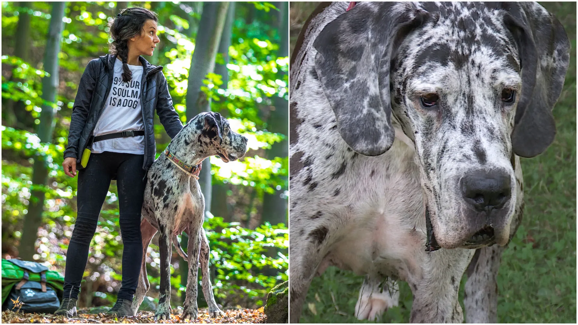 Запознайте се с Бел - „кучето акушерка“, което помага на стопанката си с аутизъм да роди син