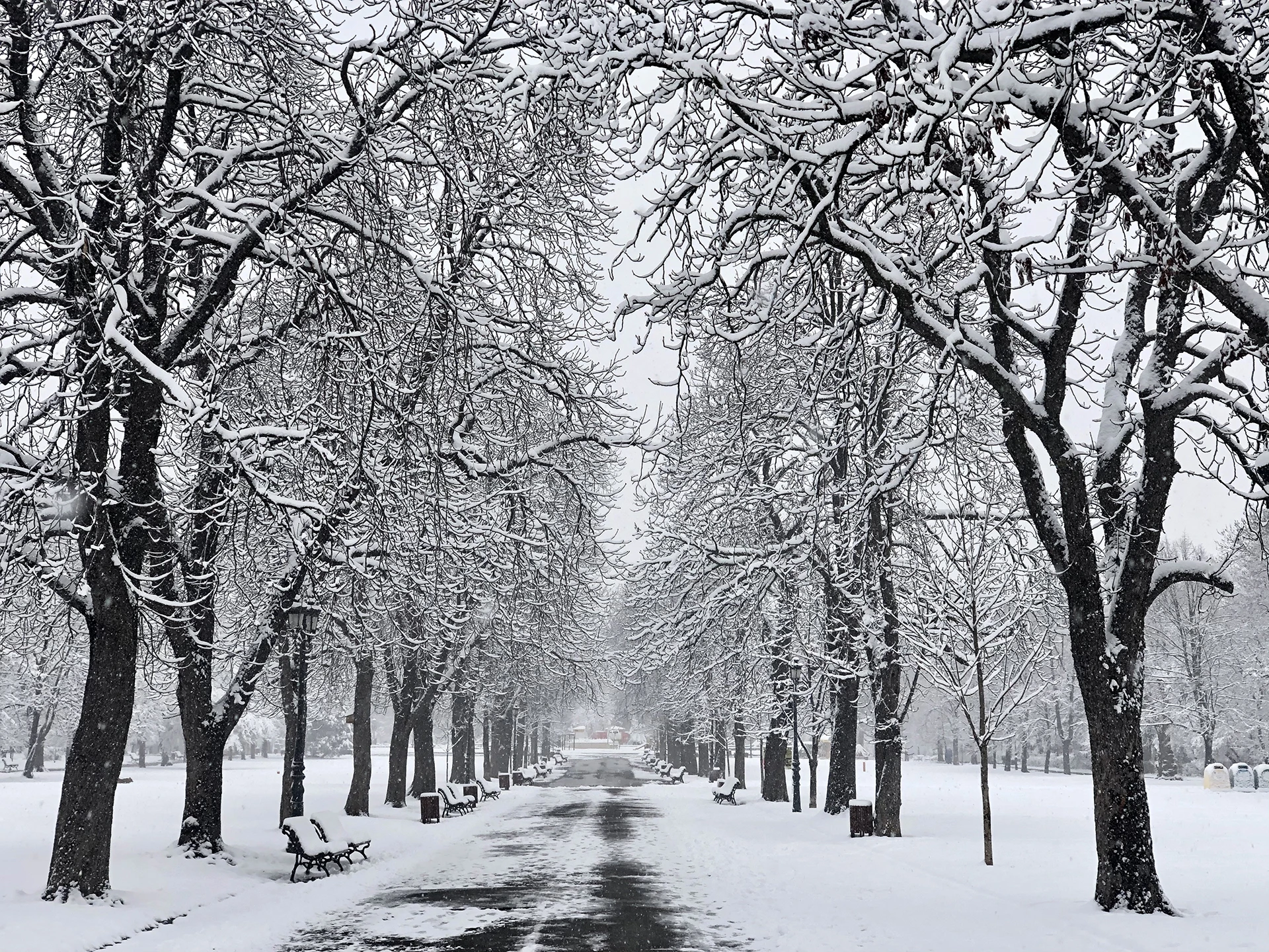 Тихо се сипе белият сняг в Борисовата градина (СНИМКИ)