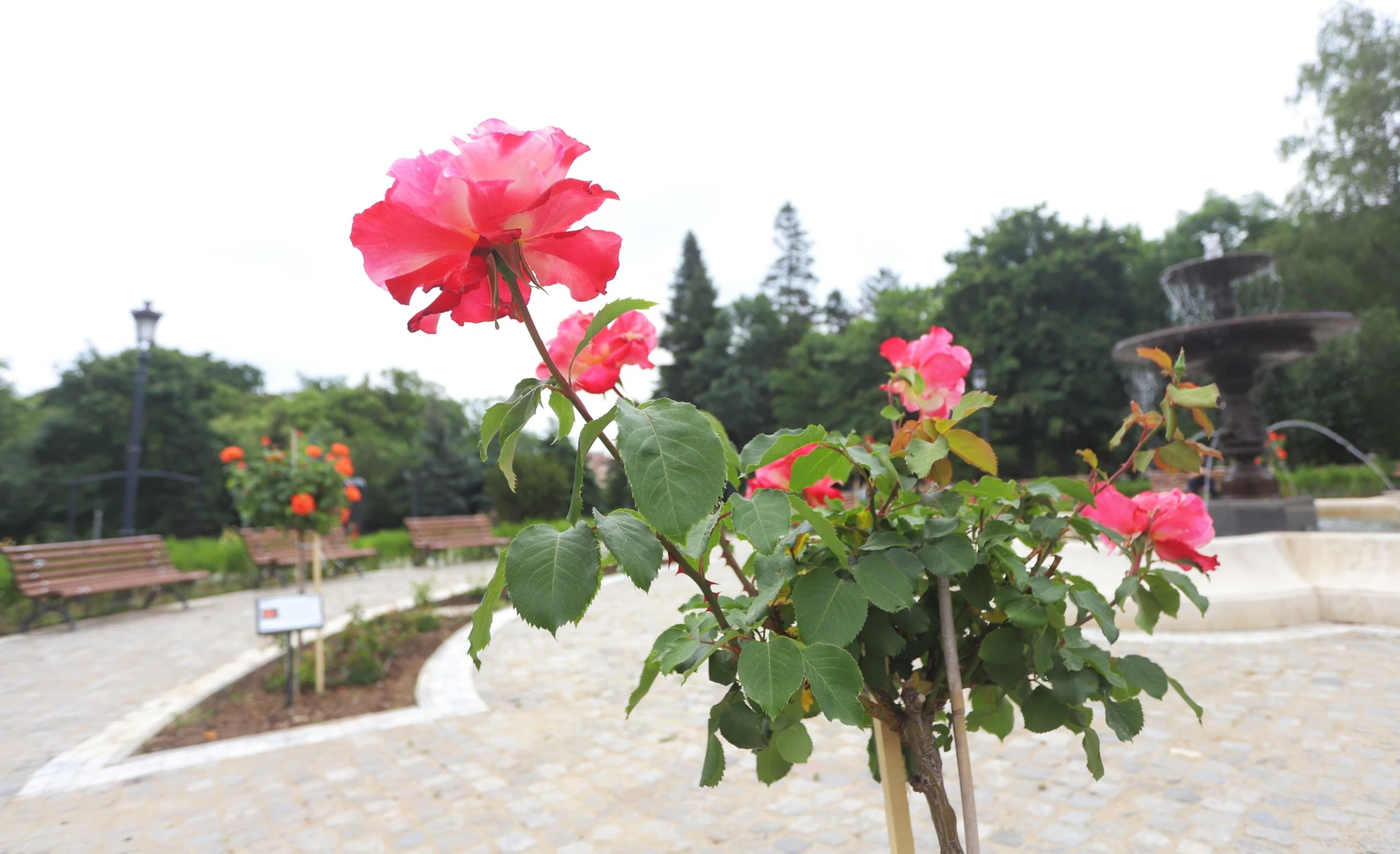 Розариумът в Борисовата градина