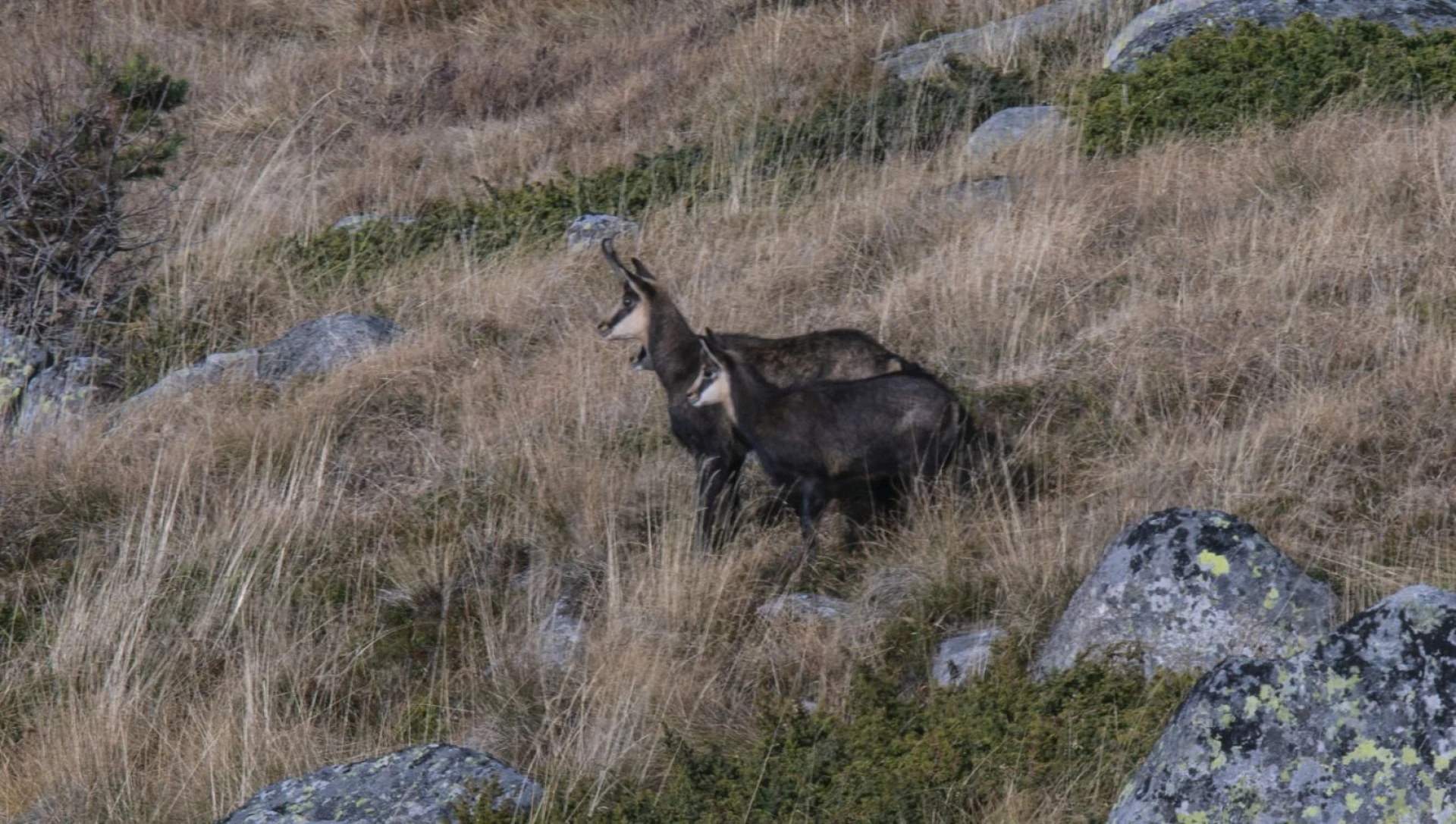 Балканската дива коза: Едно изключително животно