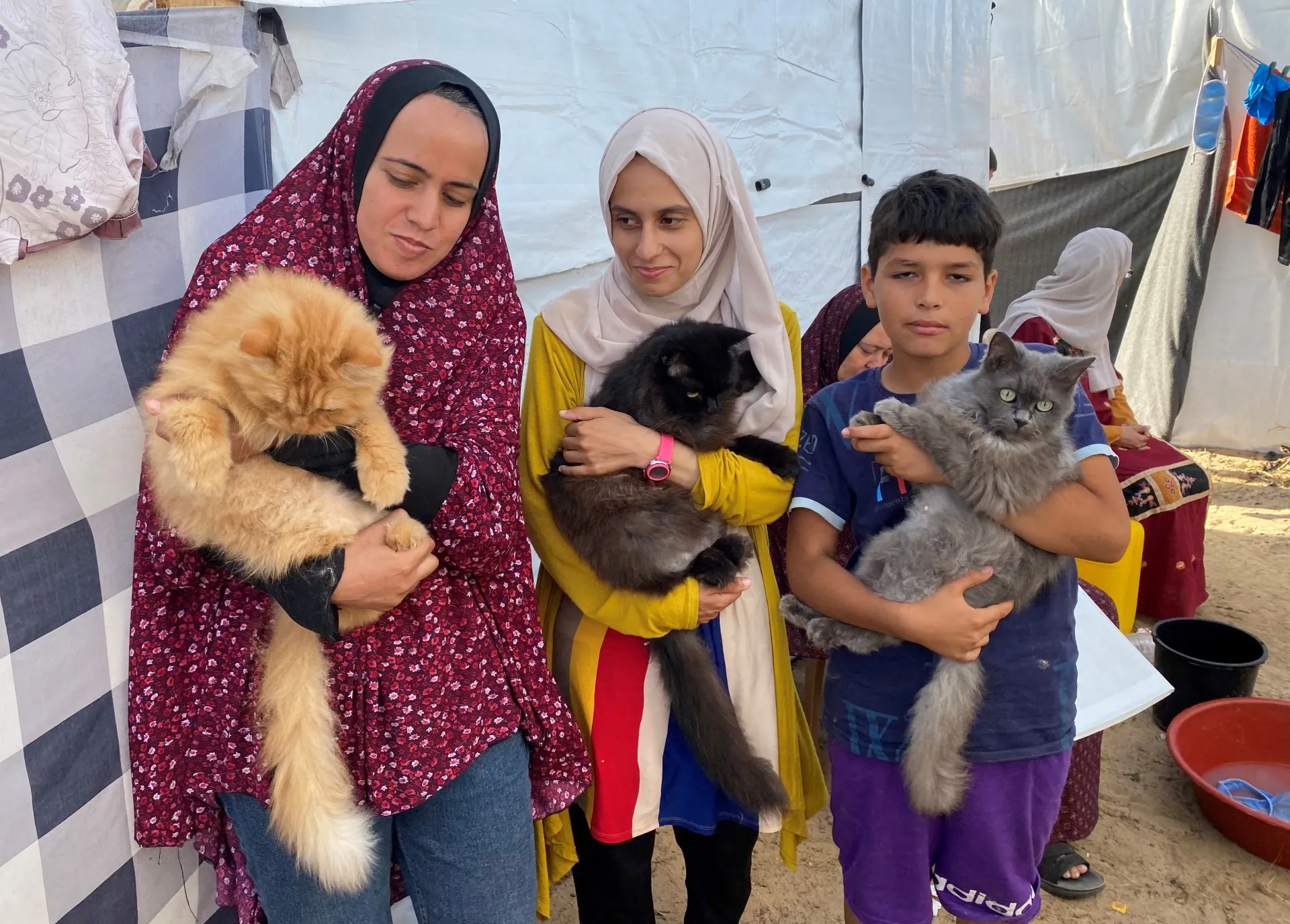 Три спасени котки в Газа