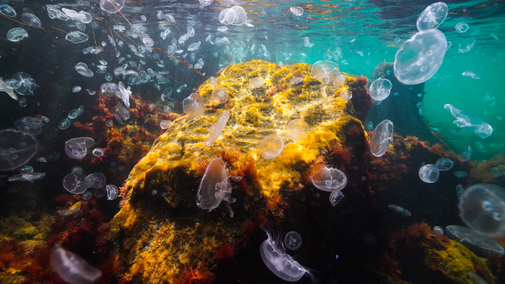  Есен под водата 